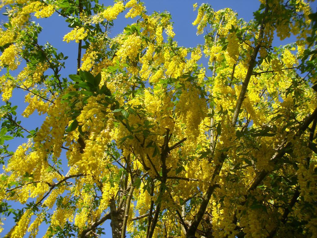 Laburnum B&B Кенмеър Екстериор снимка